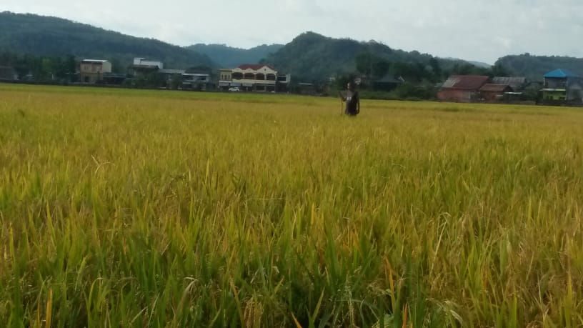 Hasil pupuk EBIONIK ml pada tanaman padi di Tanete Barru